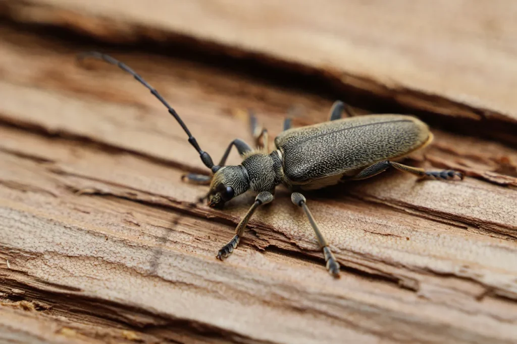 spuszczel pospolity dorosły