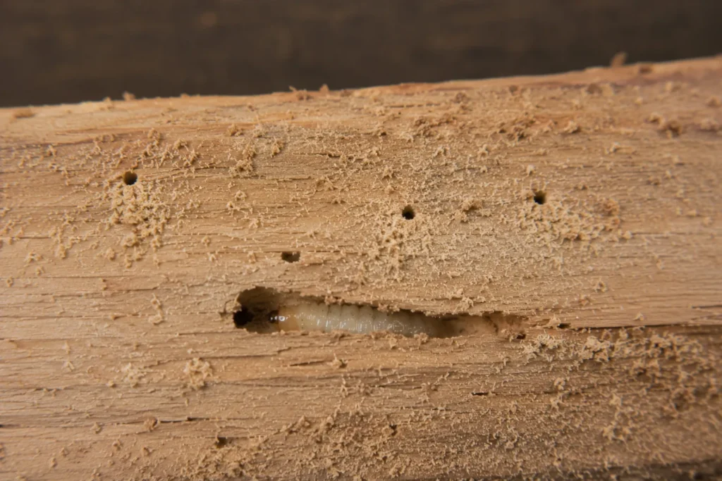 Larwa drewnojada podczas infestacji