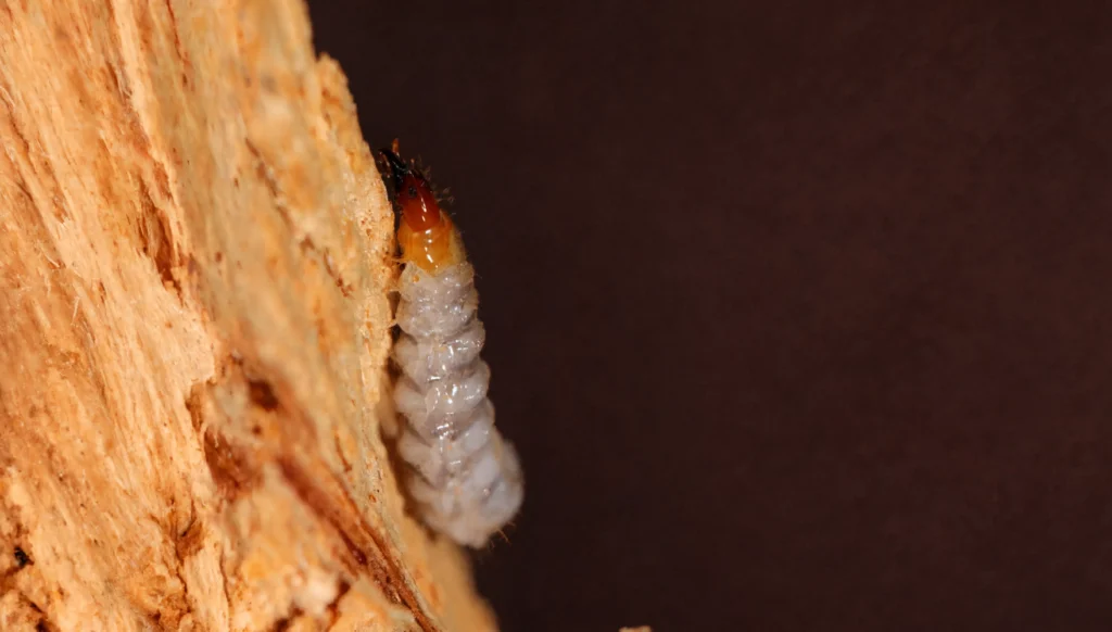 Larwa kornika
