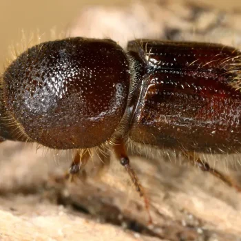 kornik drukarz jak wygląda