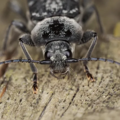 Korniki – Wszystko o kornikach i szkodnikach drewna