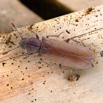 miazgowiec-parkietowiec jak wyglada