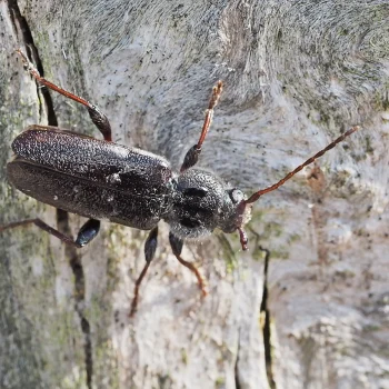 spuszczel pospolity wygląd